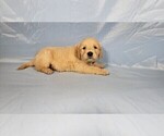 Small #5 Golden Retriever