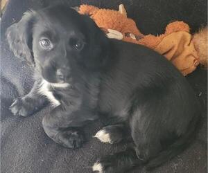 Medium English Cocker Spaniel