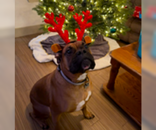 Medium Photo #2 Boxer Puppy For Sale in Austin, TX, USA