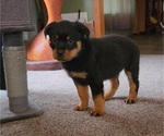 Puppy Purple Rottweiler
