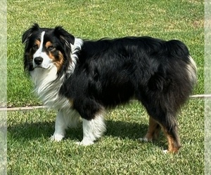 Father of the Australian Shepherd puppies born on 10/25/2024