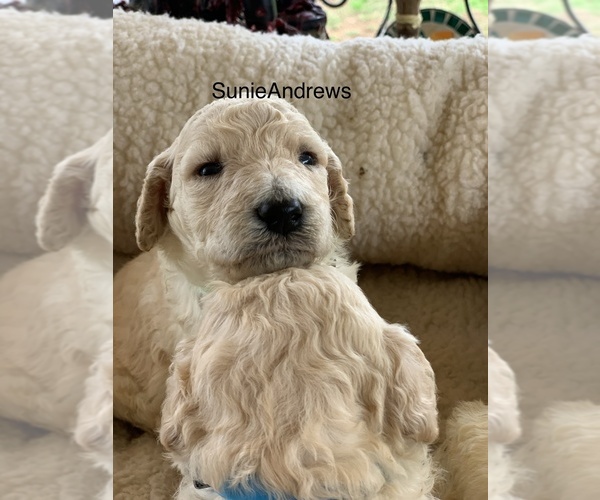 Medium Photo #1 Poodle (Standard) Puppy For Sale in STALEY, NC, USA