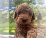 Puppy Puppy 2 Goldendoodle