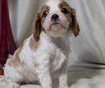 Small #1 Cavalier King Charles Spaniel