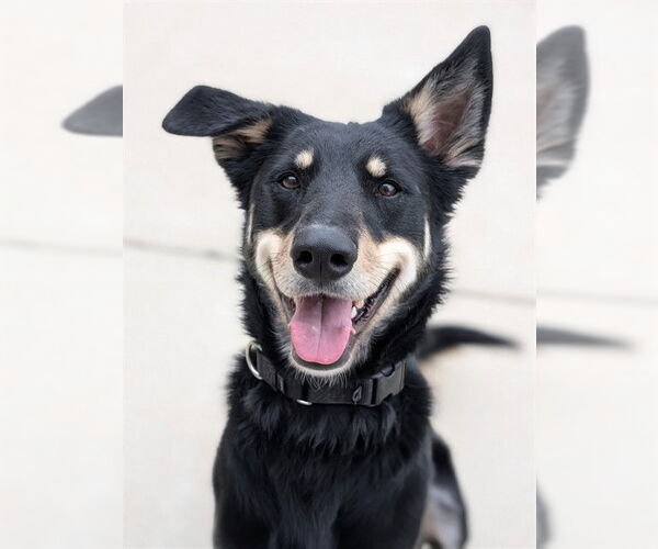 Medium Photo #3 Doberman Pinscher-German Shepherd Dog Mix Puppy For Sale in Sacramento, CA, USA