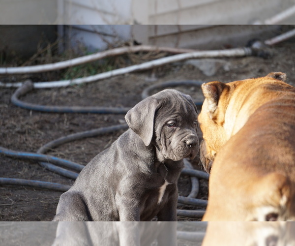 Medium Photo #37 Cane Corso Puppy For Sale in COLONIAL HEIGHTS, VA, USA