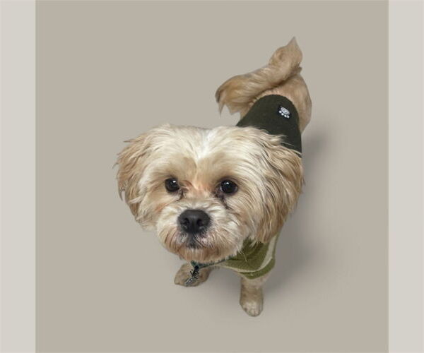 Medium Photo #2 Brussels Griffon-Unknown Mix Puppy For Sale in Plymouth, MN, USA