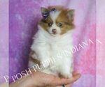 Small Photo #68 Pomeranian Puppy For Sale in WARSAW, IN, USA