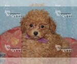 Small Photo #8 Poodle (Toy) Puppy For Sale in SANGER, TX, USA