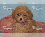 Small #7 Poodle (Toy)