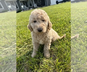 Goldendoodle-Poodle (Miniature) Mix Puppy for sale in EAST CHINA, MI, USA
