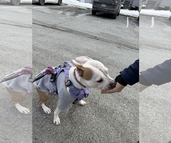 Medium Photo #6 Mutt Puppy For Sale in Oakhurst, NJ, USA