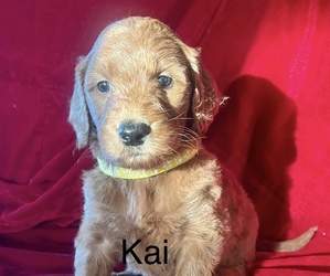 Goldendoodle Puppy for Sale in CLAREMORE, Oklahoma USA