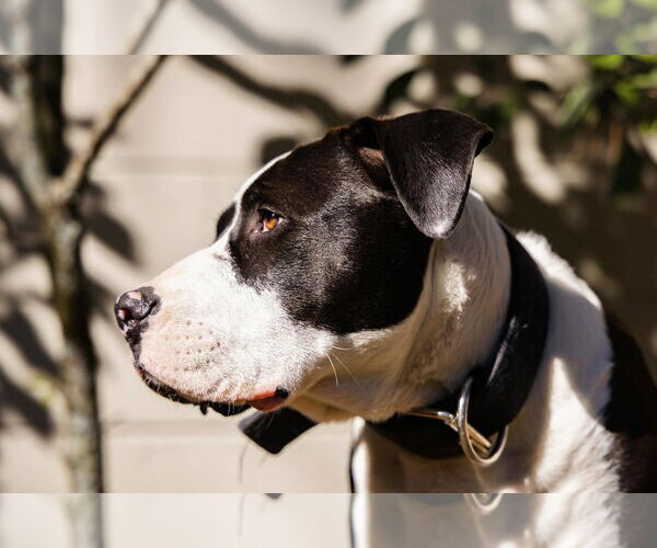 Medium Photo #4 Mutt Puppy For Sale in  Gainesville, FL, USA