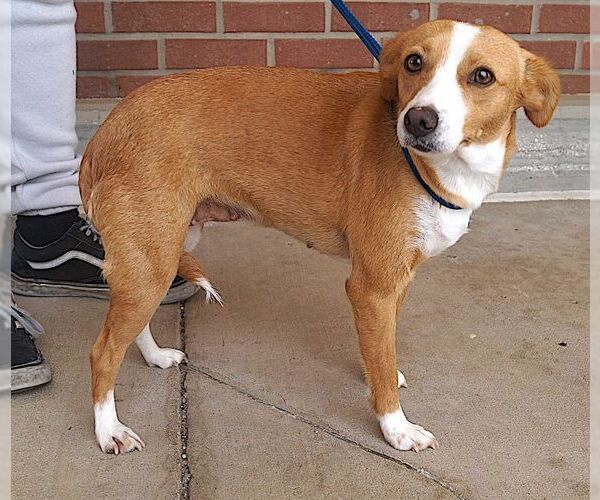 Medium Photo #2 Mutt Puppy For Sale in Carrollton, TX, USA