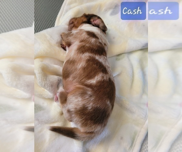 Medium Photo #3 Dachshund Puppy For Sale in THORNTON, CO, USA