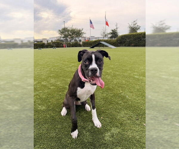 Medium Photo #5 Boxer Puppy For Sale in  Katy, TX, USA