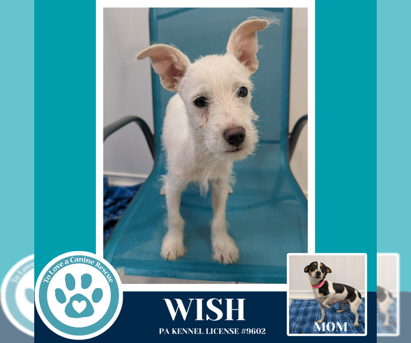 Medium Photo #1 Chihuahua-Unknown Mix Puppy For Sale in Kimberton, PA, USA