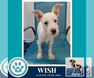 Chihuahua-Unknown Mix Dogs for adoption in Kimberton, PA, USA