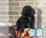 Small #1 Poodle (Miniature)