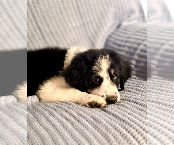 Medium Photo #7 Great Pyrenees Puppy For Sale in Spring, TX, USA