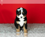 Small Photo #24 Bernese Mountain Dog Puppy For Sale in MILLERSBURG, IN, USA