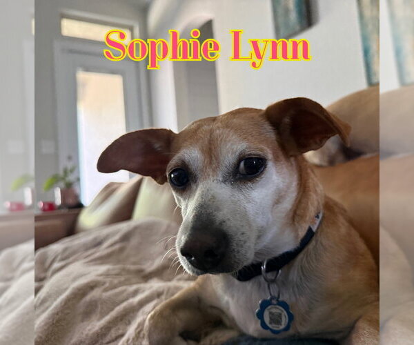 Medium Photo #31 Chiweenie Puppy For Sale in San Antonio, TX, USA