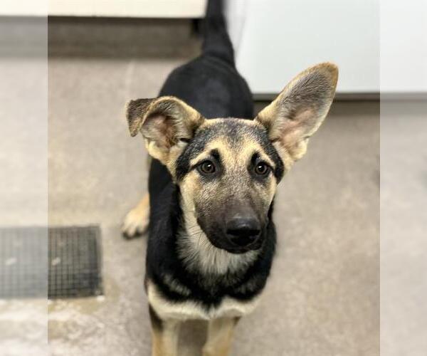 Medium Photo #1 German Shepherd Dog-Unknown Mix Puppy For Sale in HESPERIA, CA, USA