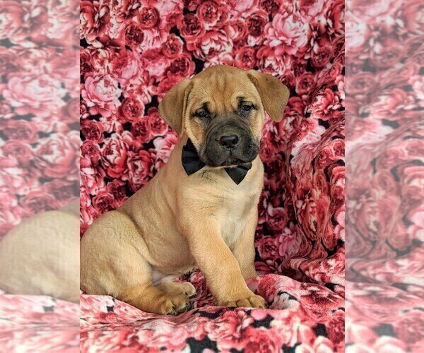 Medium Photo #1 Boerboel Puppy For Sale in NOTTINGHAM, PA, USA