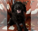 Small Photo #2 Labrador Retriever-Unknown Mix Puppy For Sale in The Woodlands, TX, USA