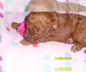 Poodle (Toy) Puppy for sale in DULUTH, GA, USA