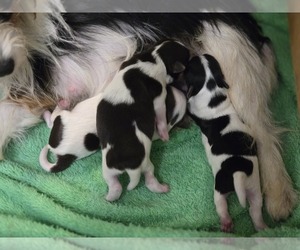 Morkie Puppy for sale in CORNERSVILLE, TN, USA
