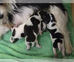 Image preview for Ad Listing. Nickname: the morkies