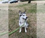 Small #2 Alaskan Malamute