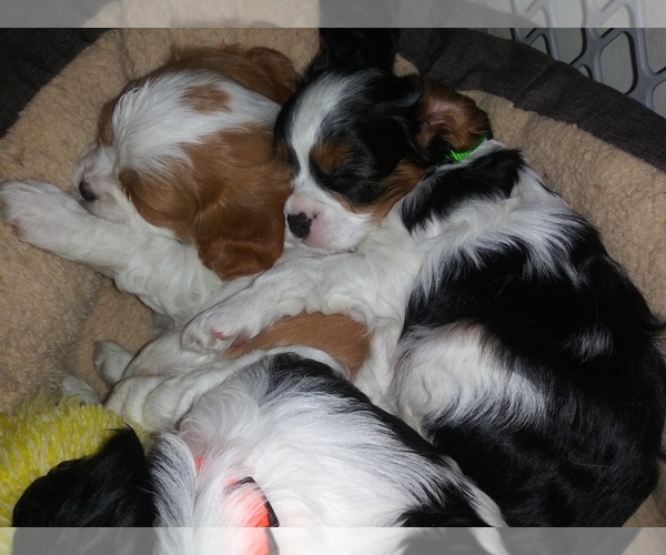 Medium Photo #2 Cavalier King Charles Spaniel Puppy For Sale in HOWLAND, OH, USA