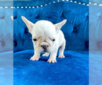 Small #17 French Bulldog