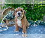 Puppy Pluto Beabull