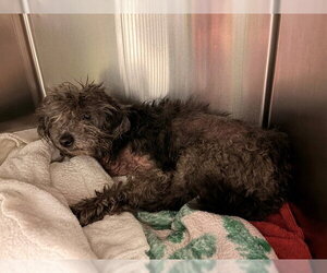 Poodle (Miniature)-Unknown Mix Dogs for adoption in Rancho Cucamonga, CA, USA