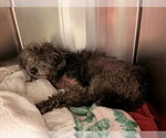 Small Poodle (Miniature) Mix