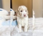 Small #2 Labradoodle