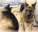 Small #1 German Shepherd Dog