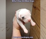 Small Photo #11 Dogo Argentino Puppy For Sale in JANE, MO, USA