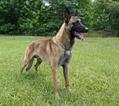Small Photo #1 Belgian Malinois Puppy For Sale in VALPARAISO, IN, USA