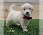 Puppy 3 Goldendoodle