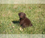 Small Photo #4 Labrador Retriever Puppy For Sale in GIBSONVILLE, NC, USA