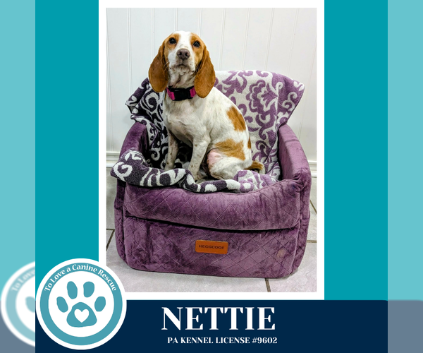 Medium Photo #4 Beagle-Unknown Mix Puppy For Sale in Kimberton, PA, USA