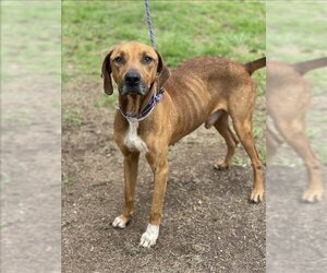 Rhodesian Ridgeback-Unknown Mix Dogs for adoption in Conroe, TX, USA