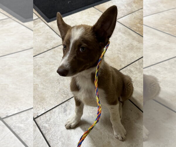 Medium Photo #3 Border Collie-Unknown Mix Puppy For Sale in Clinton, OK, USA