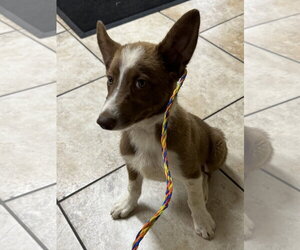 Scout - Male Border Collie-Unknown Mix Dog for Adoption - Photo #3