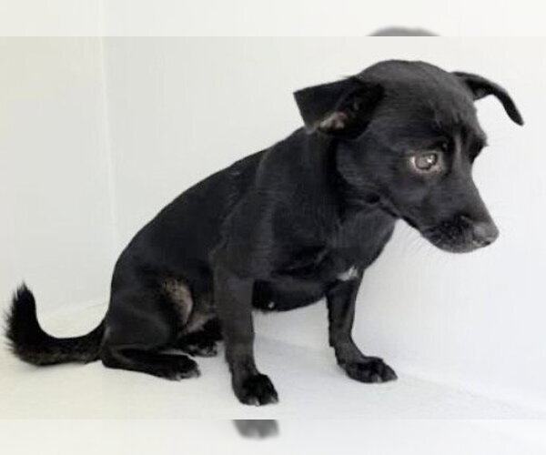 Medium Photo #1 Chihuahua Puppy For Sale in Houston, TX, USA